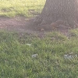 Meet your Posher, Evangelistica predicadora